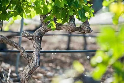 内镶式圆柱滴头滴灌管01