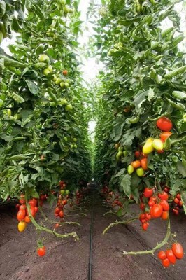 内镶式圆柱滴头滴灌管02